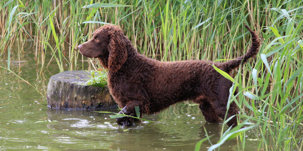 Cyanobactérie et chien : attention à la baignade mortelle !