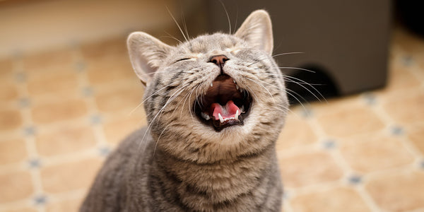 Comment calmer un chat qui miaule?