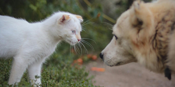 Comment faire accepter un chaton à un chien ?