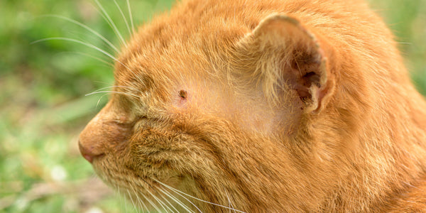 Comment enlever une tique sur un chat?