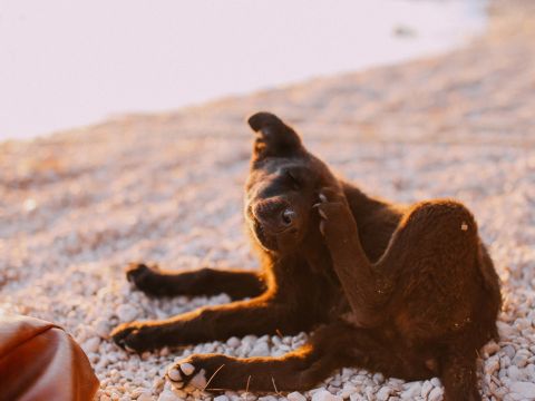 Mon chien se gratte souvent : pourquoi ?