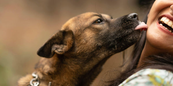 Pourquoi les chiens nous lèchent tout le temps?