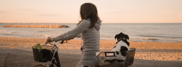 Comment habituer son chien à faire du vélo avec vous ?