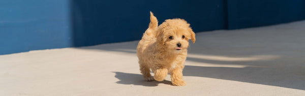 Comment nourrir son chiot ?