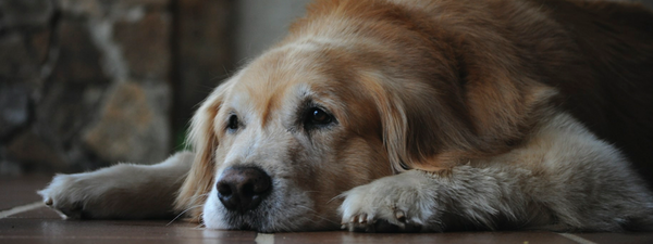 Vieux chien