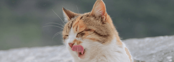 Le comportement d'un chat affectueux – Tomojo