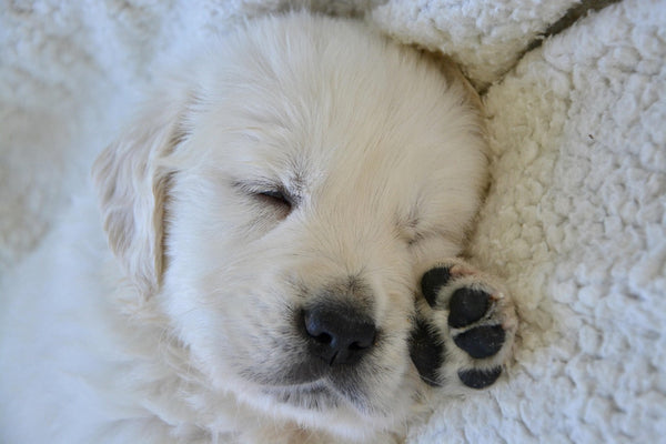 Coussinets chien abîmés : raisons, soins et prévention