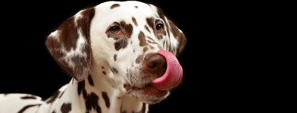 changer de croquettes, transition alimentaire chien