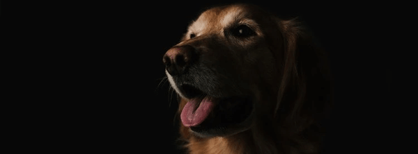 decoder langage chien, signes affection chien, comprendre son chien