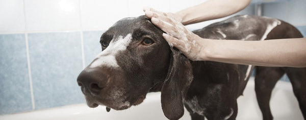 laver son chien; doucher son chien; savon et chien;