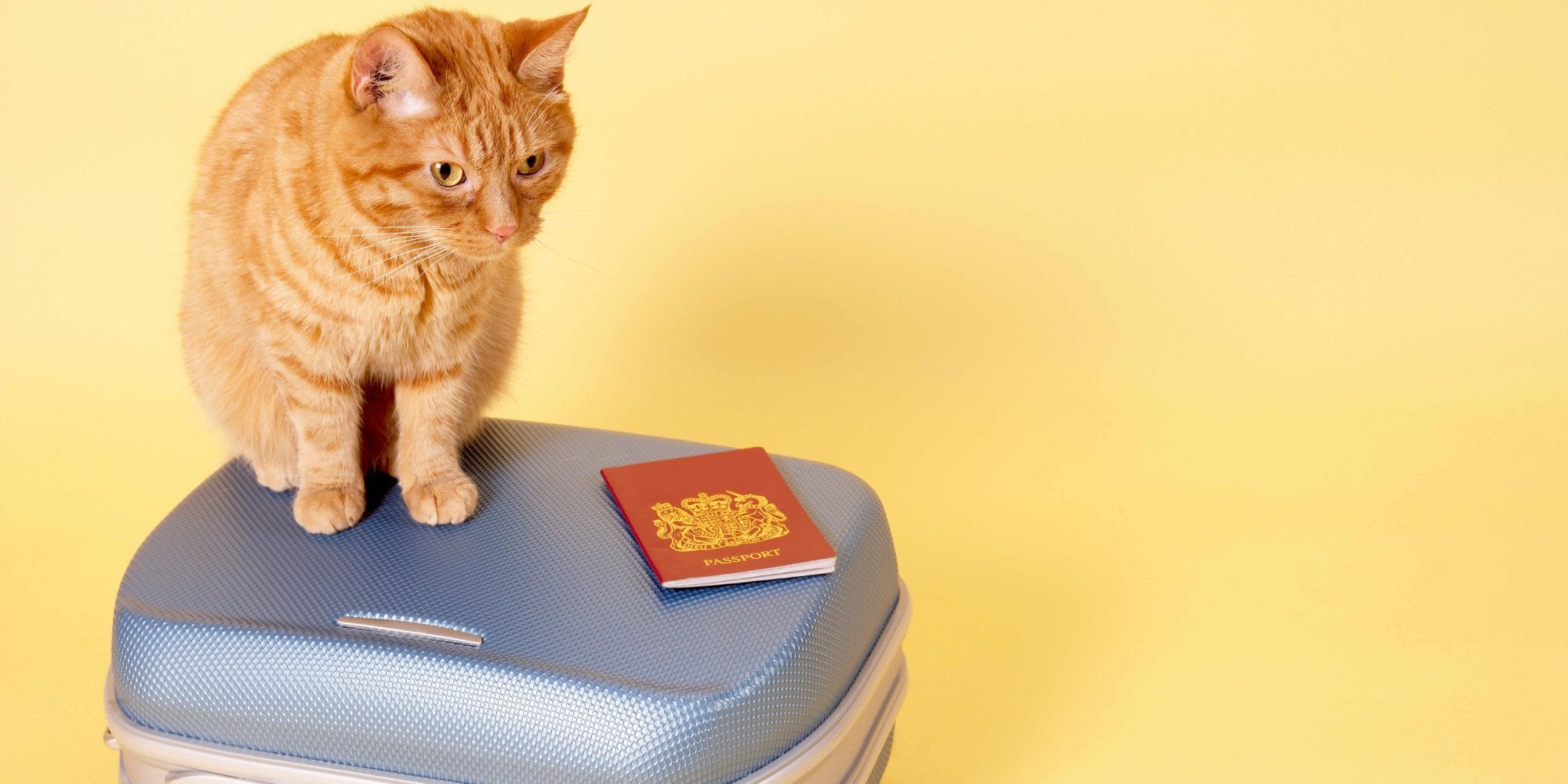 Comment faire garder son chat pendant les vacances ? – Tomojo