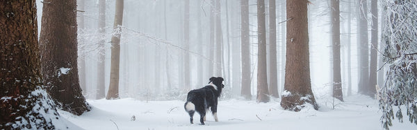 promenade chien dans la neige, se promener avec son chien dans la neige, promenade neige chien, hypothermie chien, neige coussinets, baume coussinets