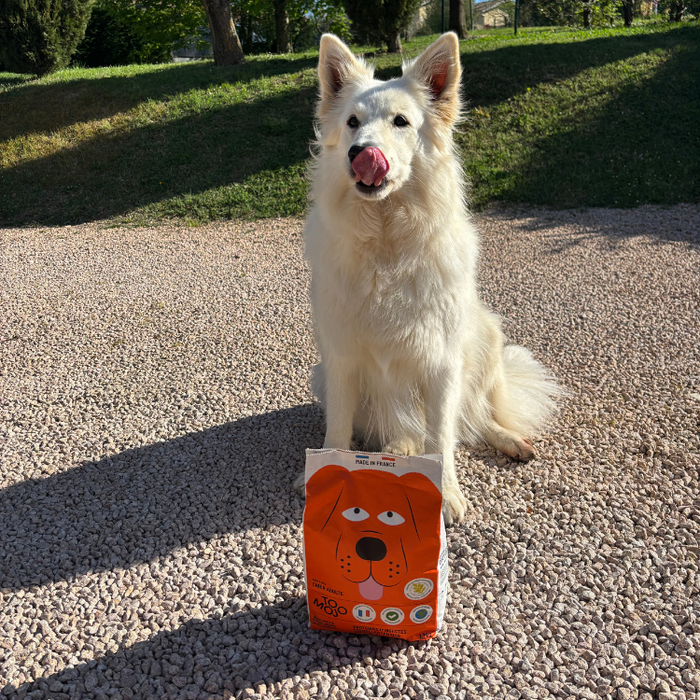 Insect-based kibble for dogs – Tomojo Insect-based kibble for dogs – Tomojo