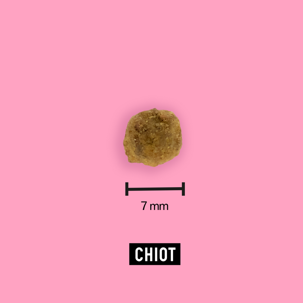 Taille Chiot